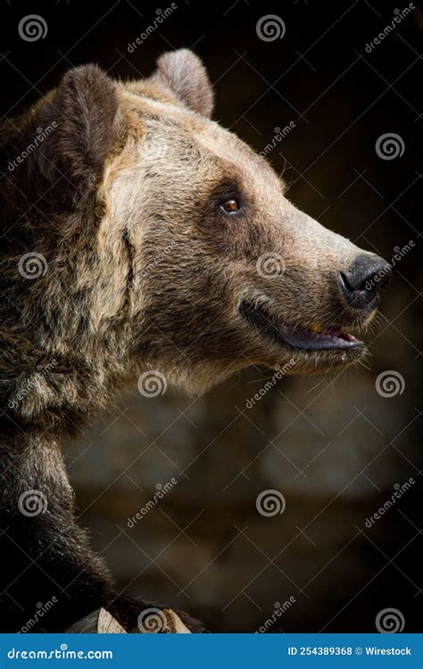 Vertical Side Profile of a Grizzly Bear Looking Straight Forward Stock Photo - Image of grizzly ...