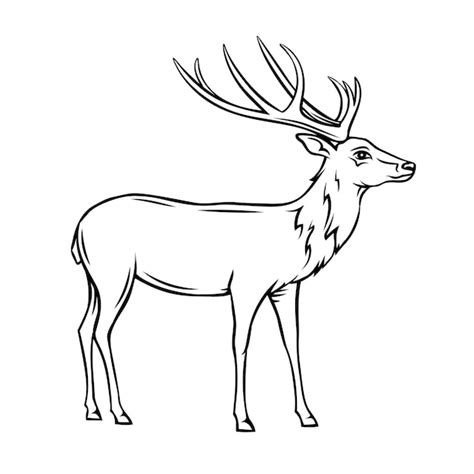 Update more than 82 deer sketch outline best - seven.edu.vn