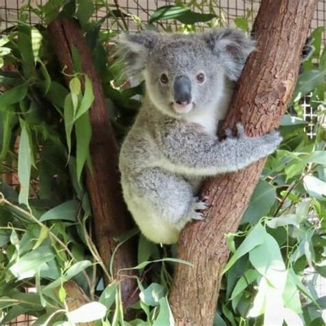 Koala Bear, Australia | Koala bear, Koala, Bear