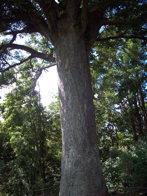 Large Kauri Tree Trunk Free Stock Photo - Public Domain Pictures