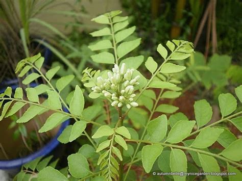 My Tropical Plants Finder: Curry Leaf Tree