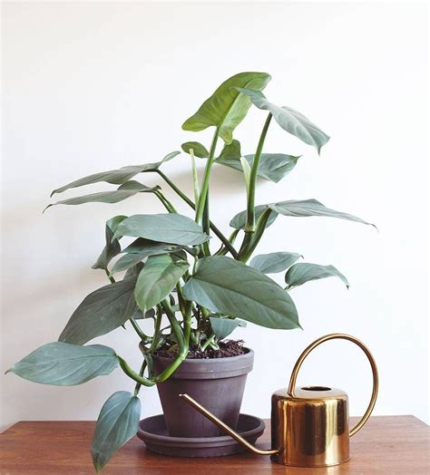 6 Plants That Can Grow In Dark Corners | 1000 | Plants, Foliage plants ...