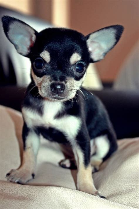 Black Chihuahua Ears Down - Pets Lovers