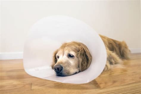 Dog Hip Replacement Cost - All You Need to Know - PetBudget