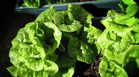 How to Grow Lettuce Indoors: A Complete Guide to Growing Your Own ...