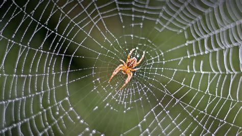 Why Do Spiders Stay Still? Unraveling the Mystery of Spider Behavior