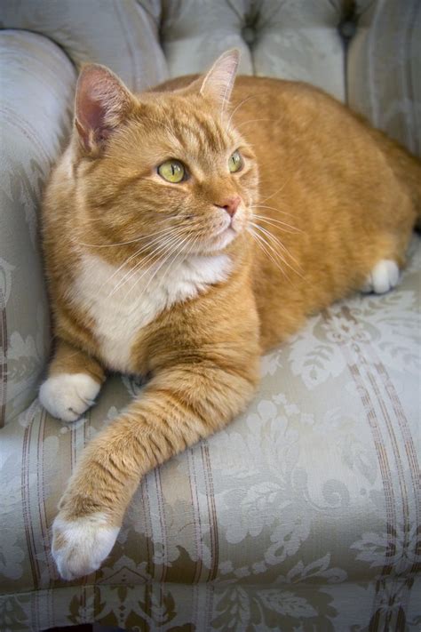 Facts on Orange Tabby Cats | Cuteness