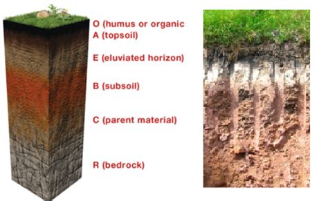 Soil particle size Archives - The Fact Factor