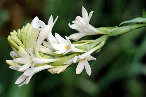 Sering Jadi Parfum Berkelas, Ini 5 Fakta Menarik Bunga Sedap Malam