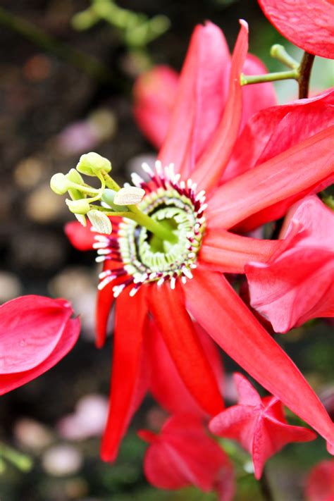 Free stock photo of flowers, red