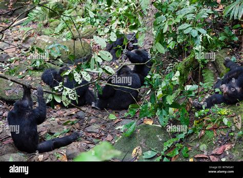 Chimpanzee fight hi-res stock photography and images - Alamy