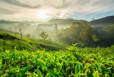 Le meilleur du Kerala : Munnar, la vallée des thés - Routard.com