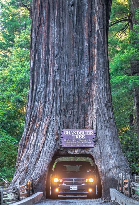 Chandelier Tree, Redwood National Park, California | Flickr