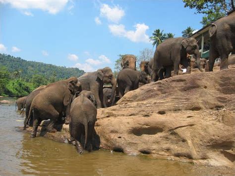 IMAGE SRI LANKA: Pinnawala Elephant Orphanage