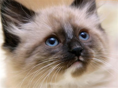 Small beautiful Siamese cat close-ups wallpapers and images ...