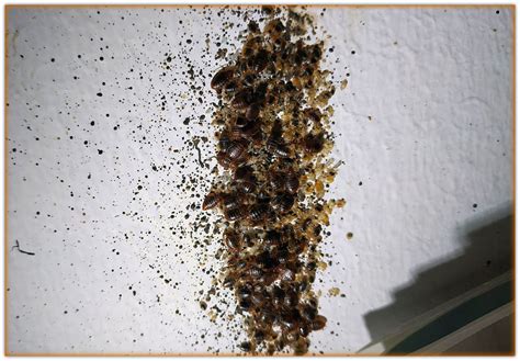 Bed Bug Infestation Pictures - Severe Cases