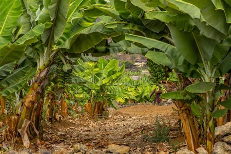 Dwarf Banana Plant Dwarf Cavendish Banana Plantation in Tenerife Stock Photo - Image of ...