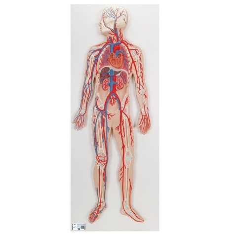 Anatomical Model | Anatomy of the Heart | Circulatory System Model