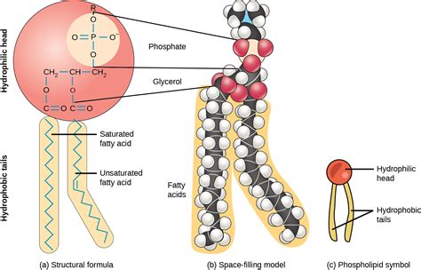 Diagram Of Lipid Monomer