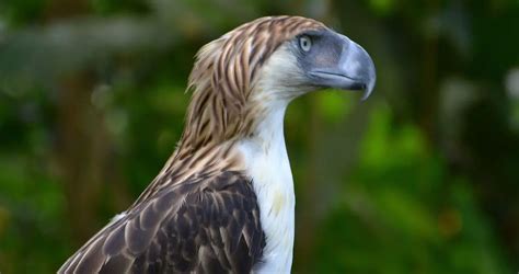 Philippine Eagle | The Animal Facts | Appearance, Diet, Habitat, Lifespan