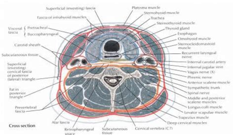 Parapharyngeal Anatomy