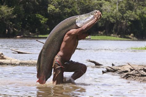 Amazing Arapaima: Photos of the Amazon's Biggest Fish | Live Science