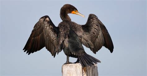 Cormorant - A-Z Animals