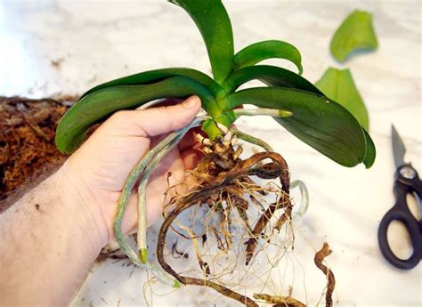 Excellent tutorial for repotting orchids! Inside Plants, All Plants ...