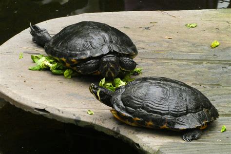 Confused About Turtle Diet? Here's a Detailed Guide on Food for Turtle