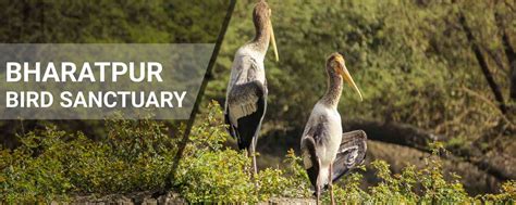 Bharatpur Bird Sanctuary