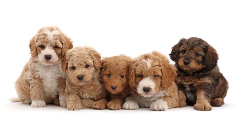 How Big do Labradoodles Get? Ultimate Labradoodle Size Guide - Labradoodles & Dogs