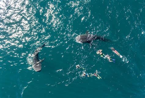 Swim with Whale Sharks La Paz, Mexico, 2024 - Baja California Sur