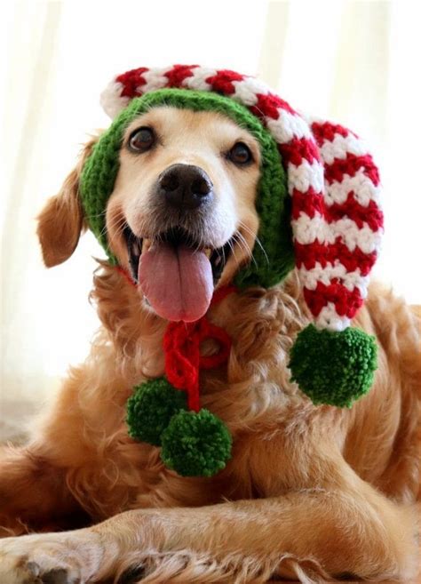 Cutest Dogs With Christmas Hats To Brighten Up Your Holidays