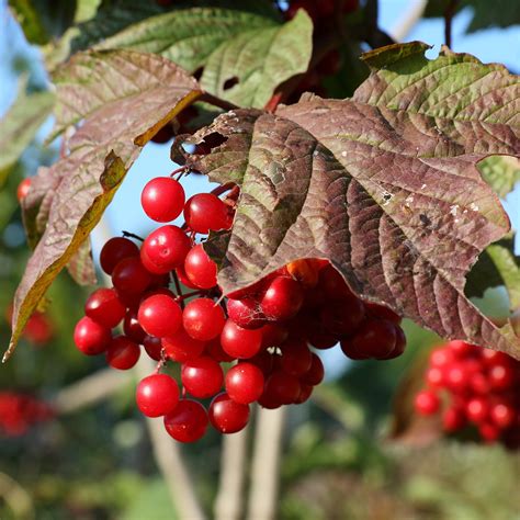 Viburnum trilobum #3 (American Cranberrybush Viburnum) - Scioto Gardens ...