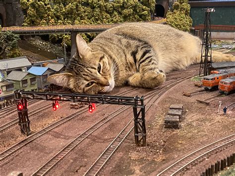 Giant cats taking naps on train tracks — only in Japan | SoraNews24 ...