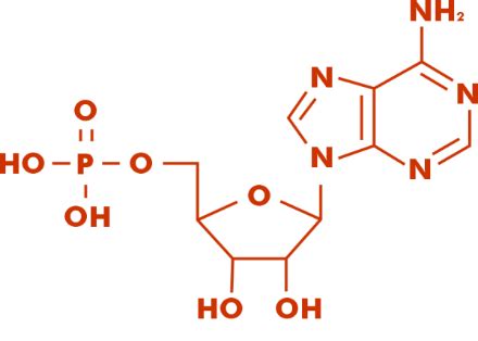 AMP Full Form: Adenosine Monophosphate - javaTpoint