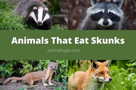 What Eats Skunks? (7 Skunk Predators) - Animal Hype