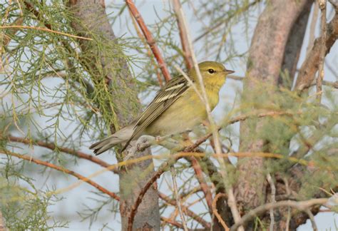 Utah Bird Records Committee - Sighting Record