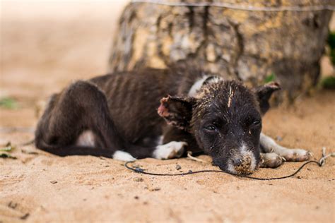 April Is Animal Cruelty Prevention Month • MSPCA-Angell