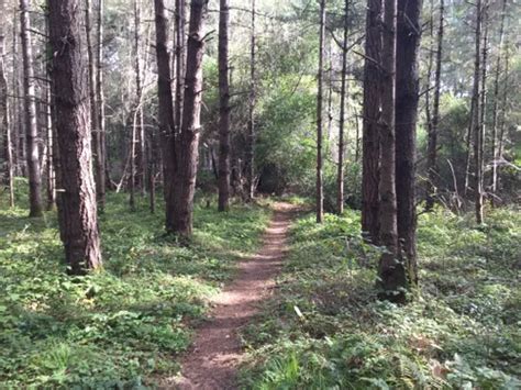 10 Best Hikes and Trails in Butano State Park | AllTrails