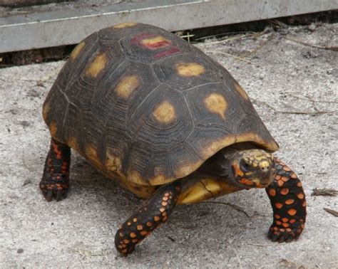 Red-Footed Tortoise Facts and Pictures | Reptile Fact