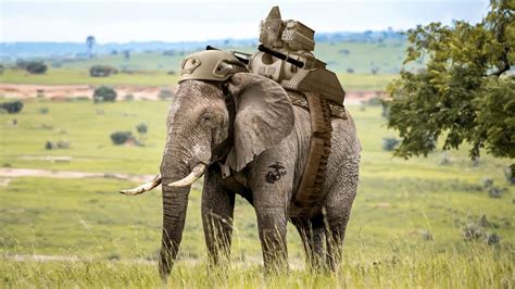 Report: Majority Of Americans Would Support A New War If There Were Elephants Involved