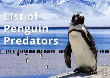 What Are Penguins Predators