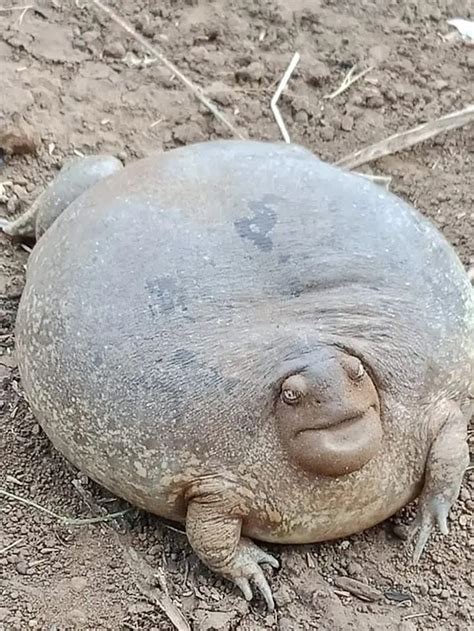 This Blunt-Headed Burrowing Frog Looks Like A Real Life "Jabba The Hut"