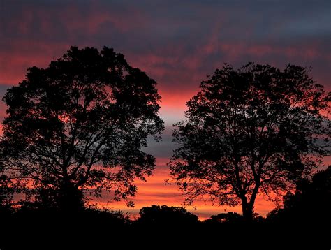 Sunset Behind Two Trees Free Stock Photo - Public Domain Pictures