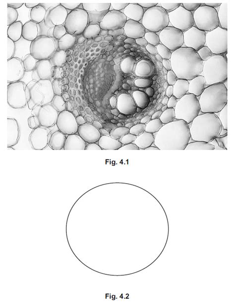 iGCSE Biology (0610)-8.1 Xylem and phloem - iGCSE Style Questions Paper 3