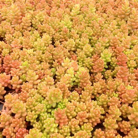 Sedum album from NVK Nurseries