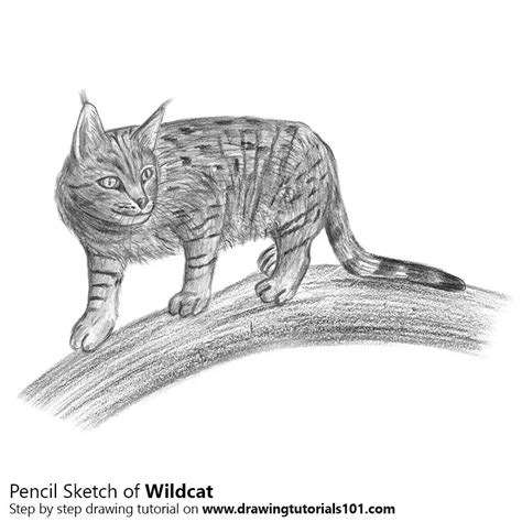 Wildcat Pencil Drawing - How to Sketch Wildcat using Pencils ...