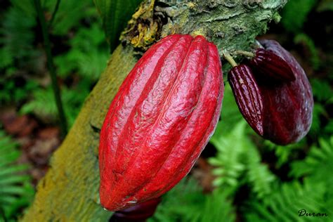 Fotografias Toni Duran: El arbol y el fruto del cacao, de aqui sale el ...