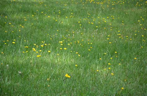 Grassy Field Flowers